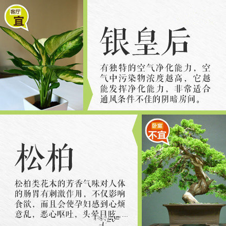 哪些綠植適合放在室內(nèi)？南寧花藝師培訓(xùn)學(xué)校盤點(diǎn)清單