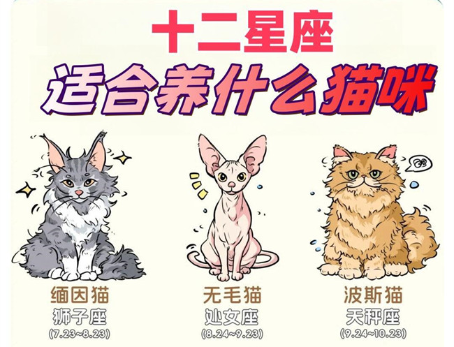 12星座適合養(yǎng)什么貓咪？